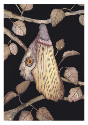 Chrysalide papillon ambre watteau tirages d'art