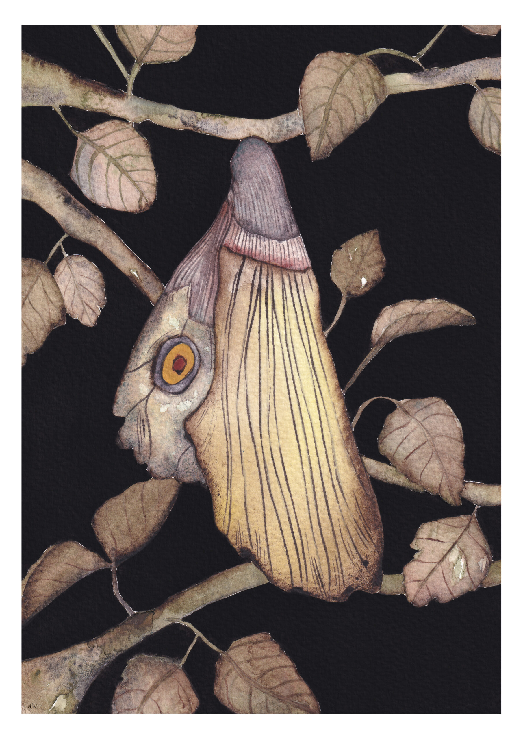 Chrysalide papillon ambre watteau tirages d'art